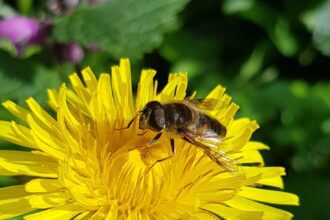 paardenbloem met zweefvlieg