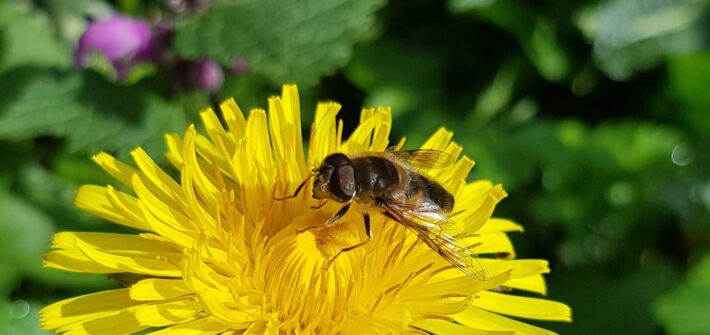 paardenbloem met zweefvlieg
