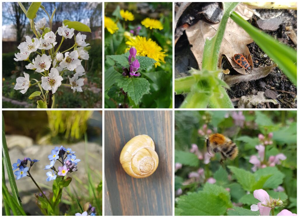 zo leg je een dwaaltuin aan