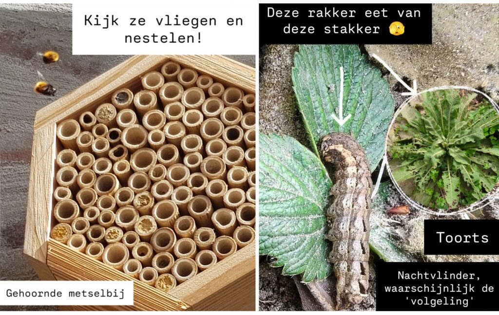 zo leg je een dwaaltuin aan