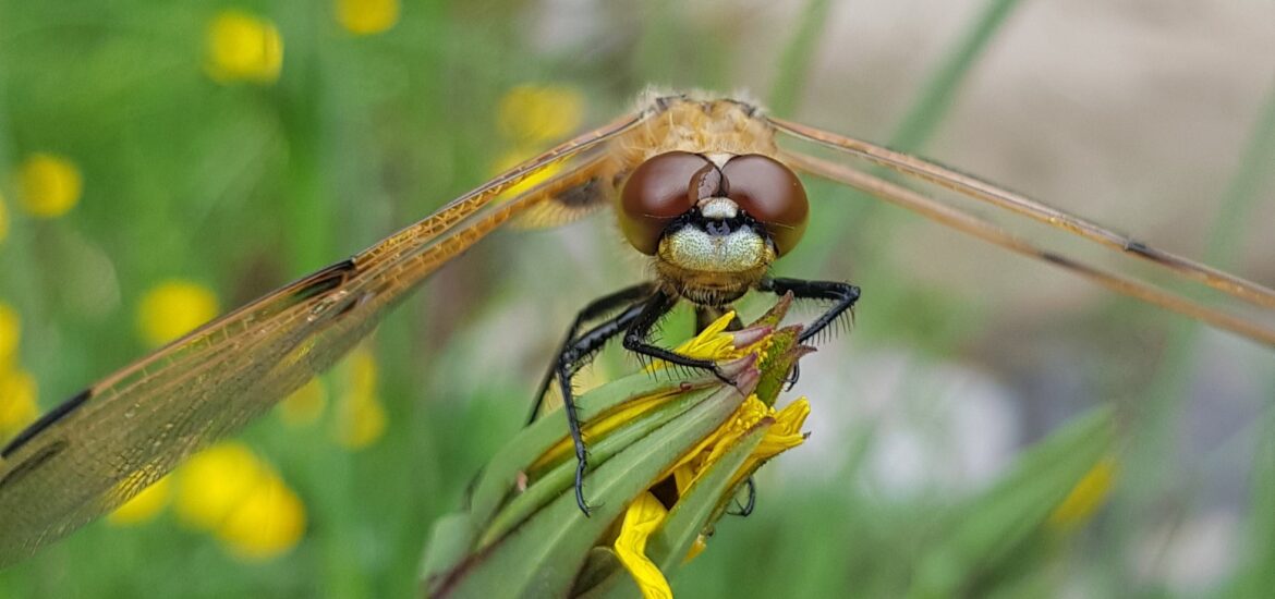 model 2 natuurfilosoof Matthijs Schouten