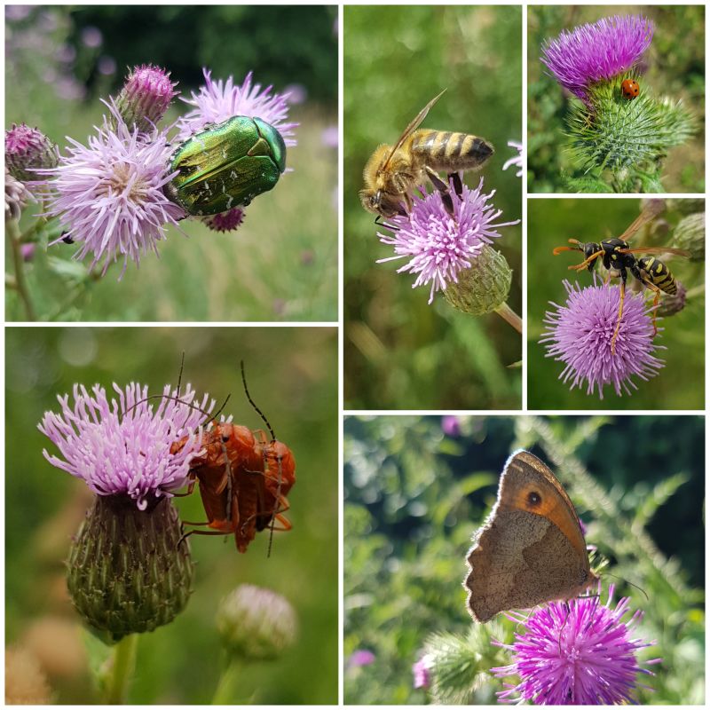 Distels en biodoversiteit