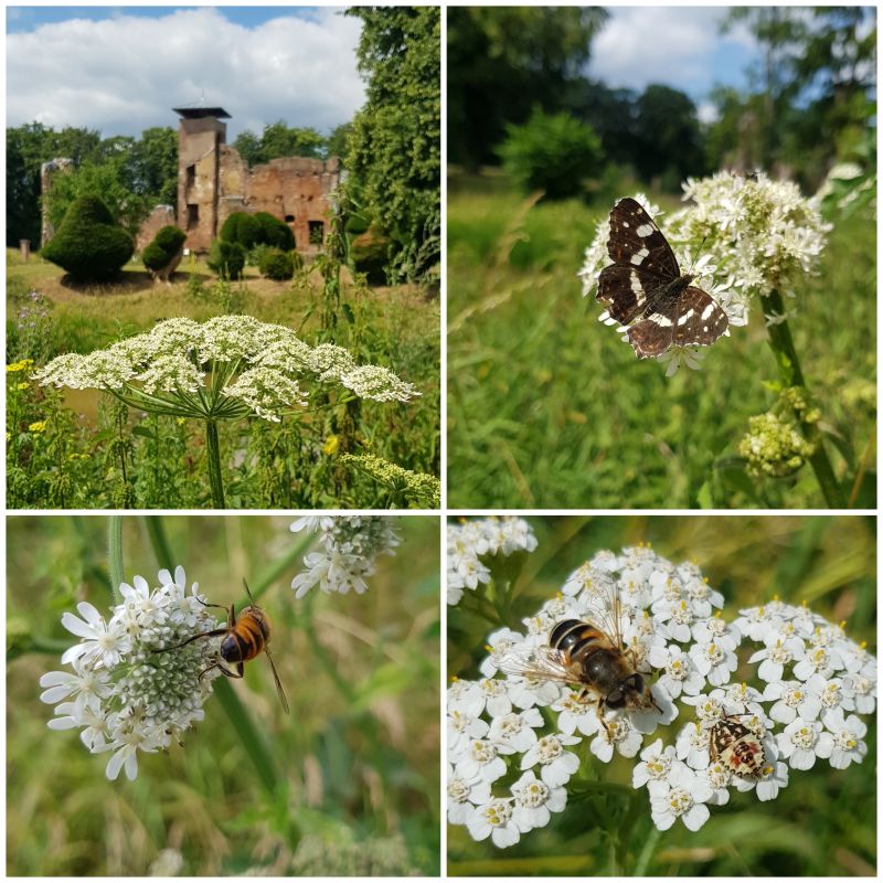 Maasduinen, Landgoed Bleijenbeek