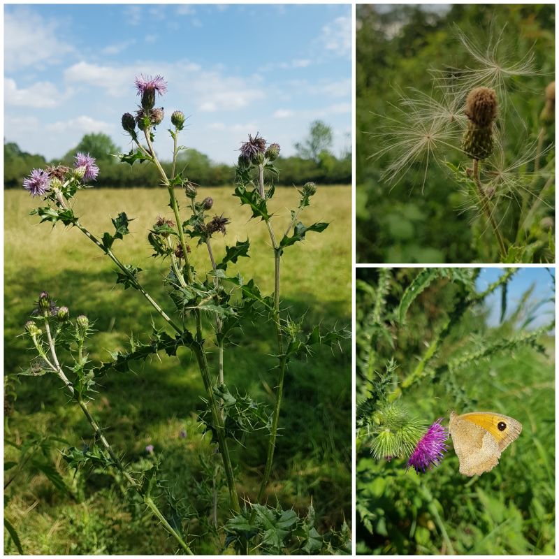Kruldistel
