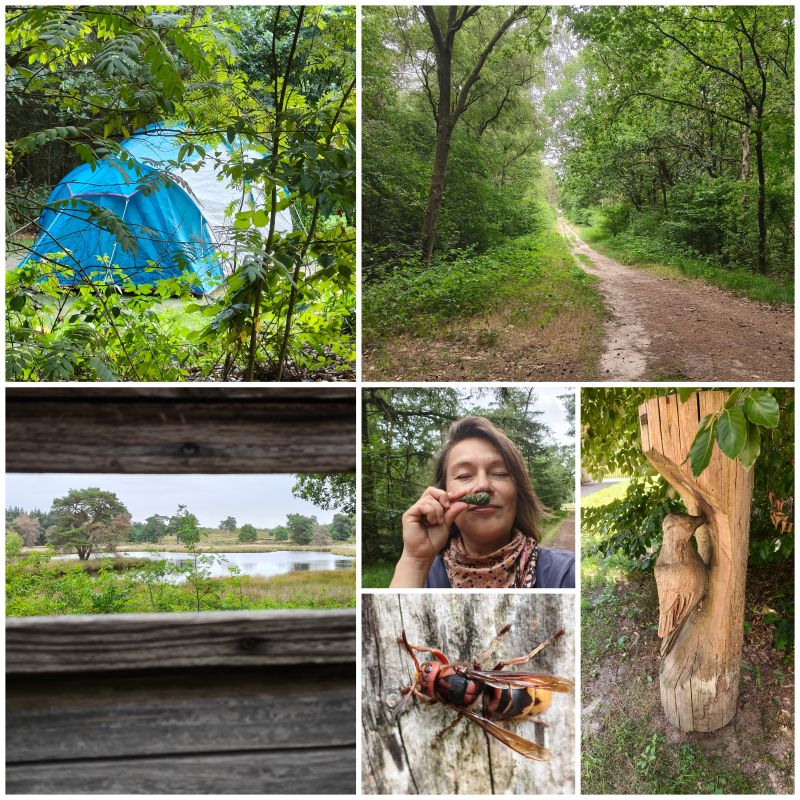 Maasduinen