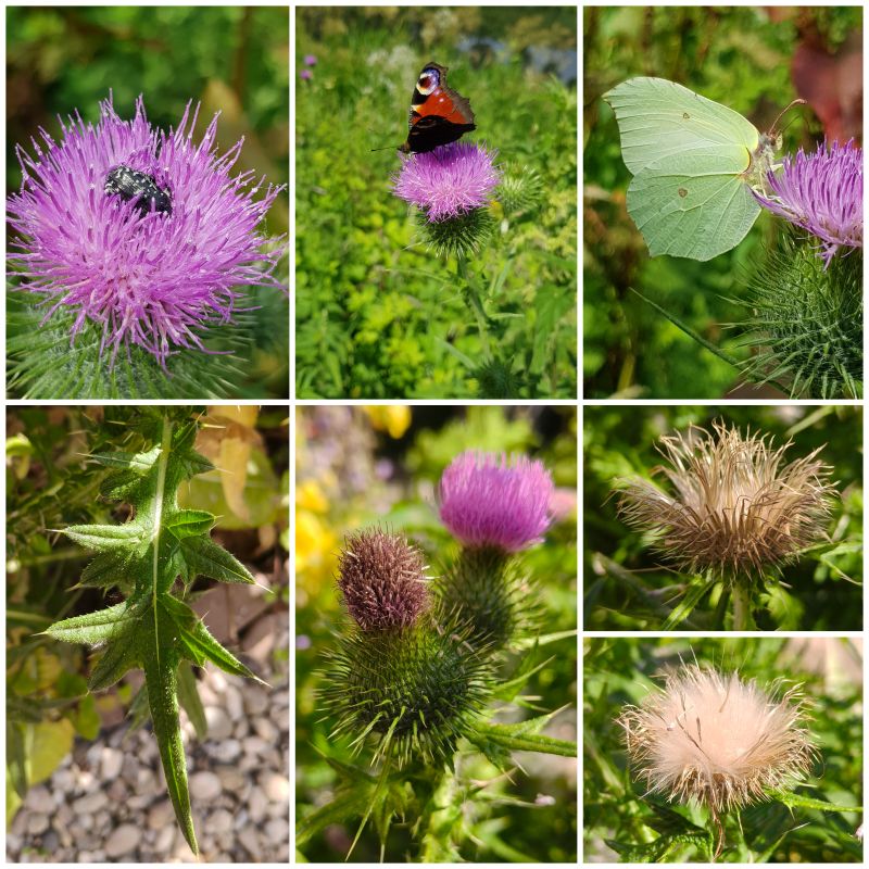 Speerdistel